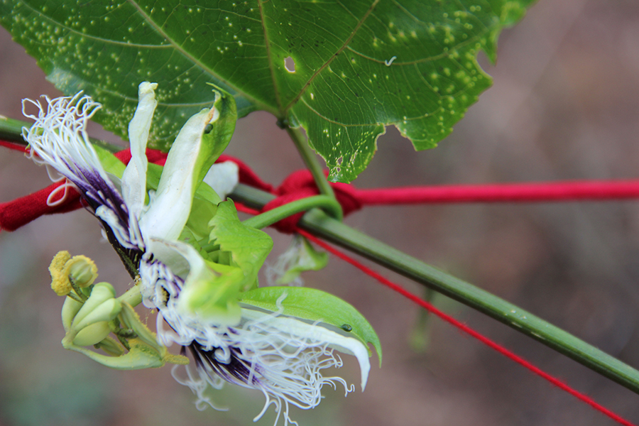 Passiflora Incarnata